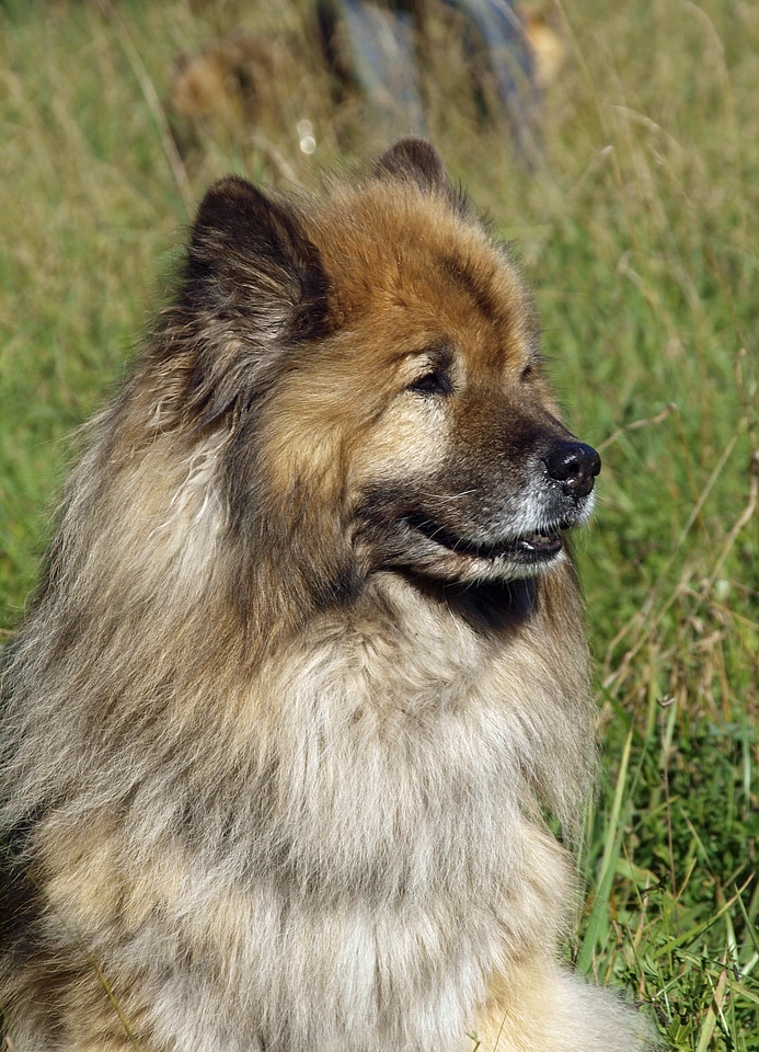 Dog look close up bright coat