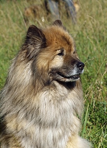 Dog look close up bright coat