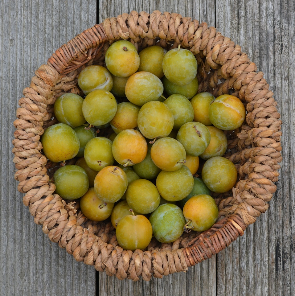 Basket fruit reine claude