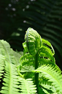 Fern leaf fern green
