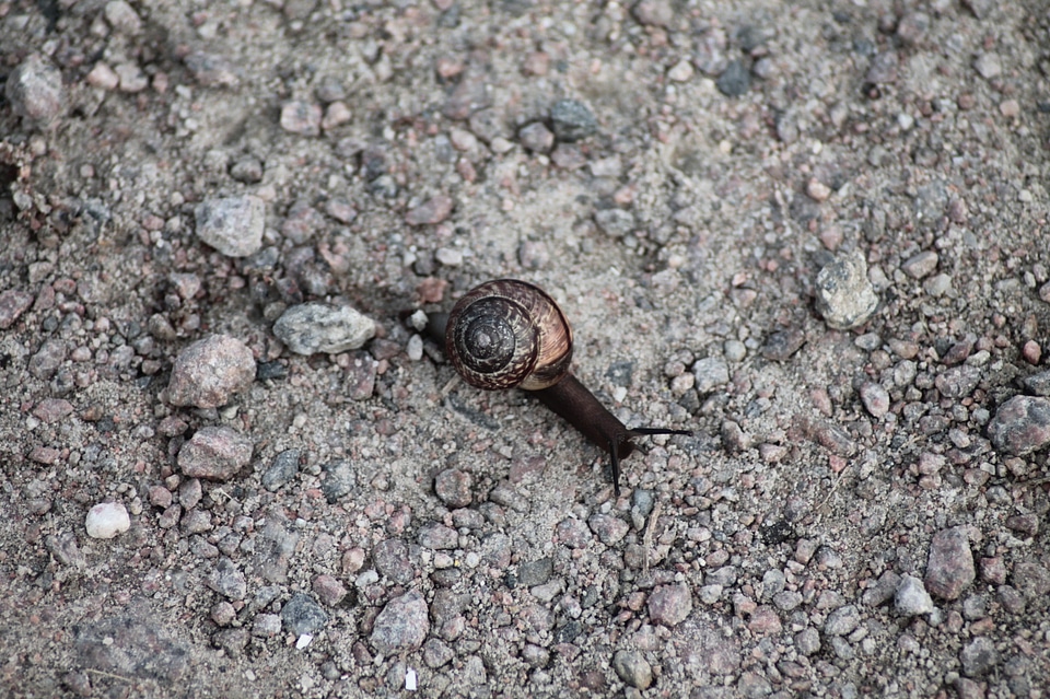 Animals land snail mollusk