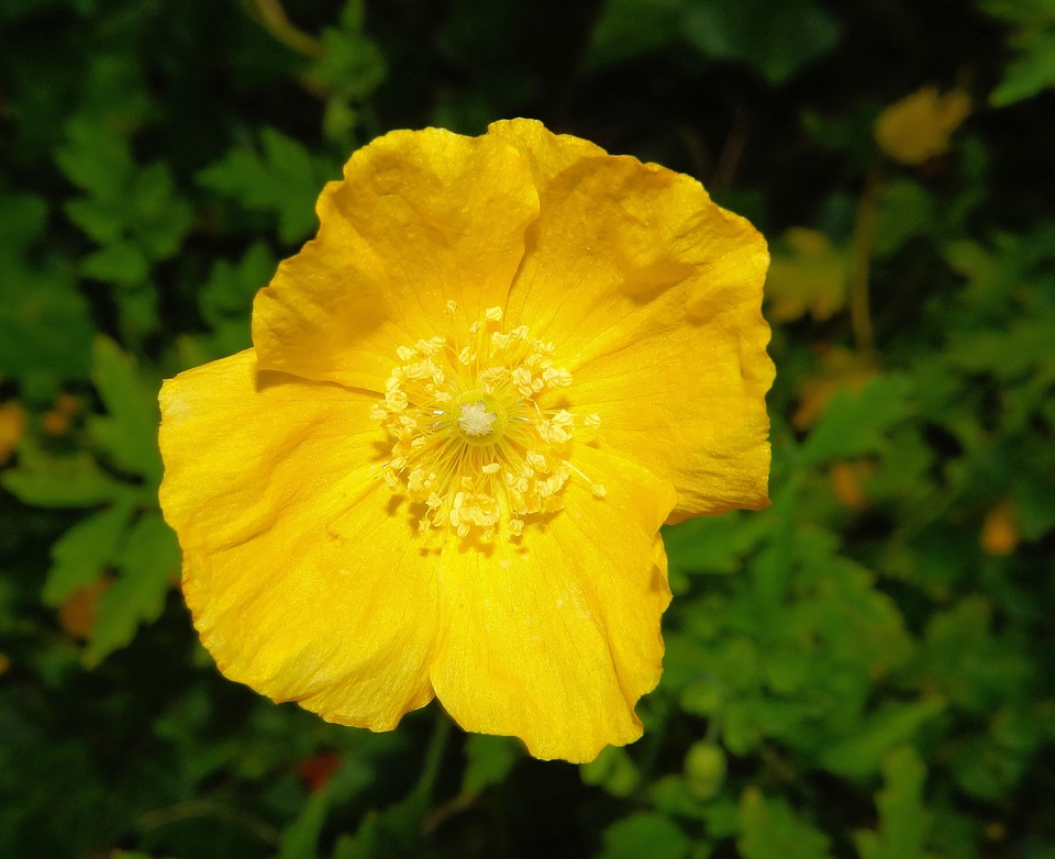 Bright close up view yellow macro photo