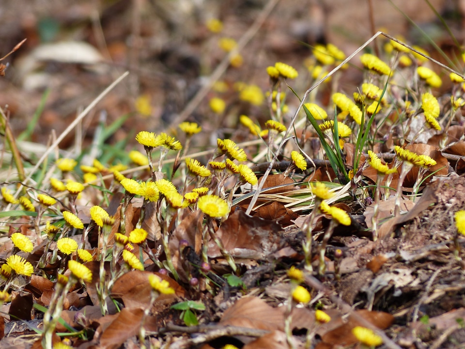 Bloom yellow tussilago photo