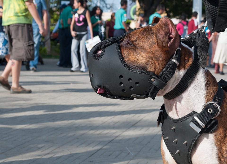 Stud collar animal mammal
