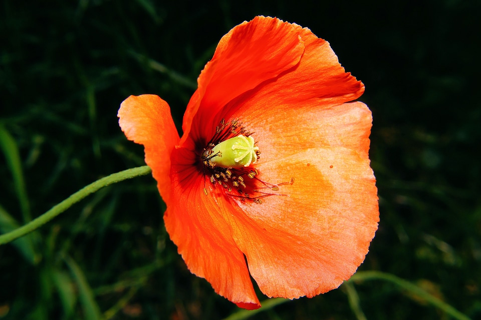 Orange discreet macro