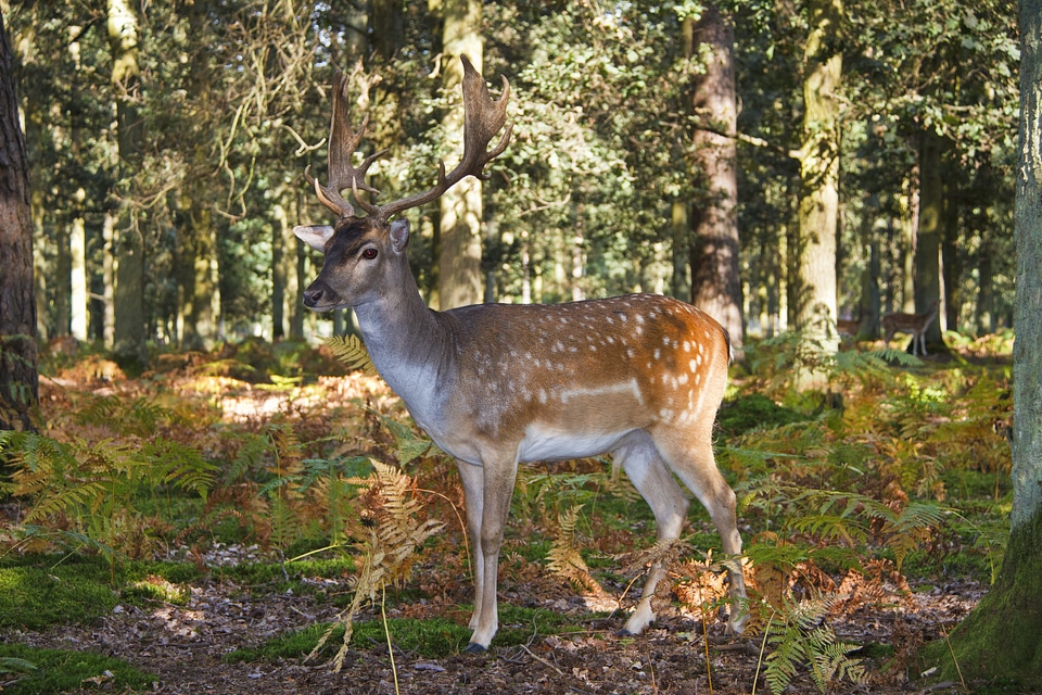 Antler damm wild antler carrier