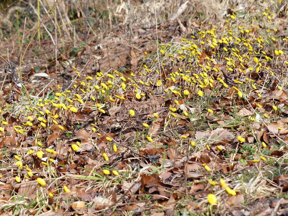 Bloom yellow tussilago photo