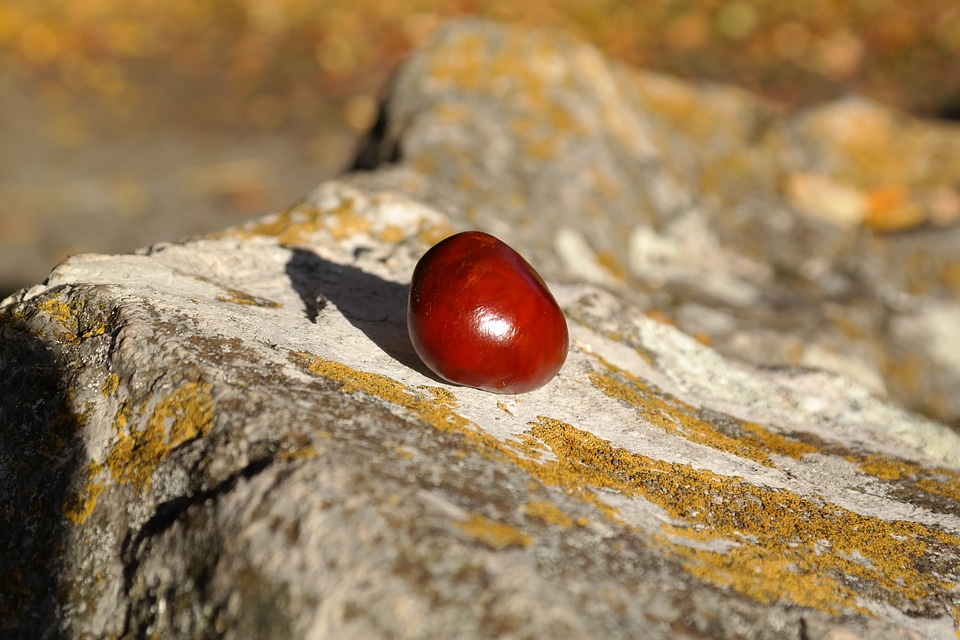 Autumn ripe nature