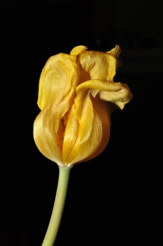 Tulip yellow overblown
