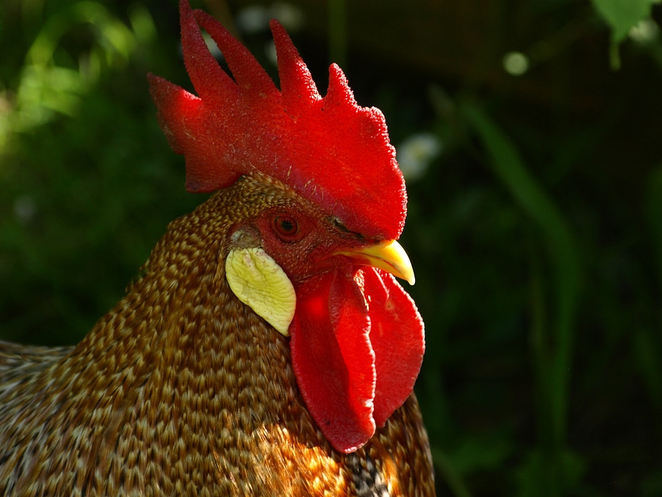 Male fowl comb teeth gockel