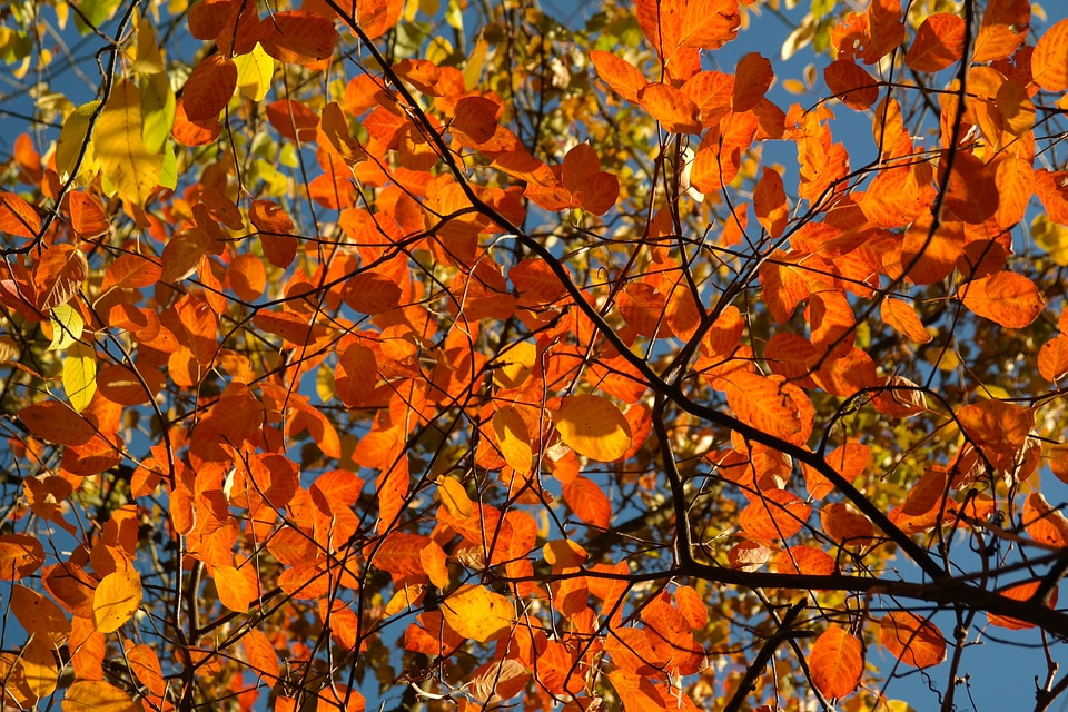 Orange red blood red