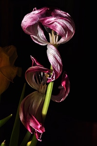 Tulip purple overblown photo