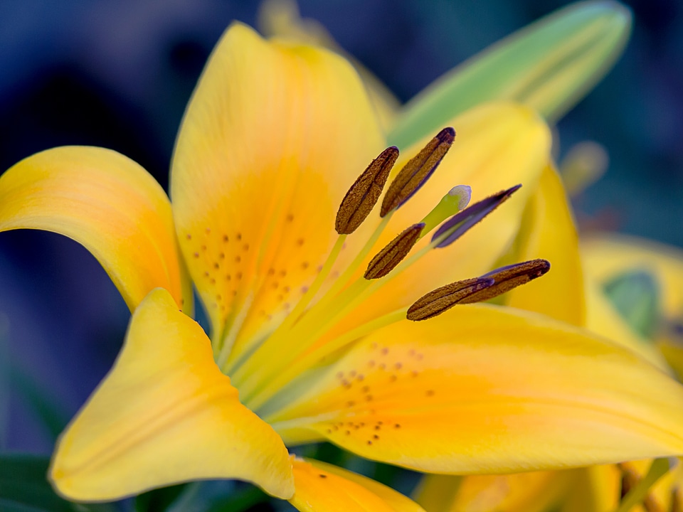 Close up pistil blossomed photo