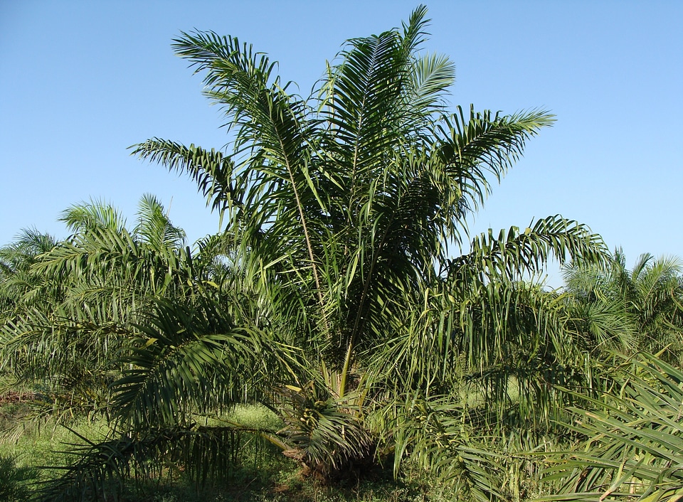 Horticulture karnataka india