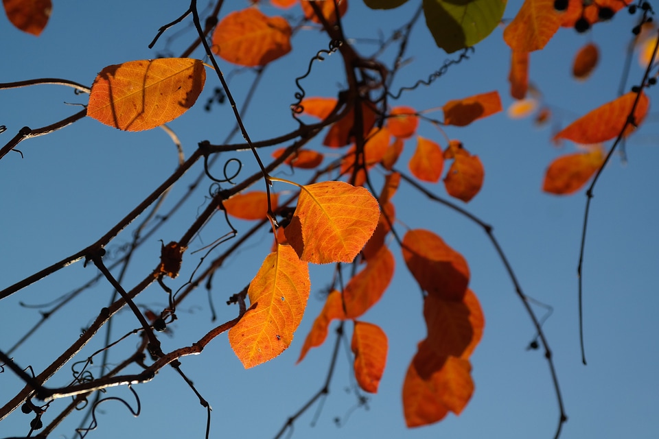 Red blood red fall foliage