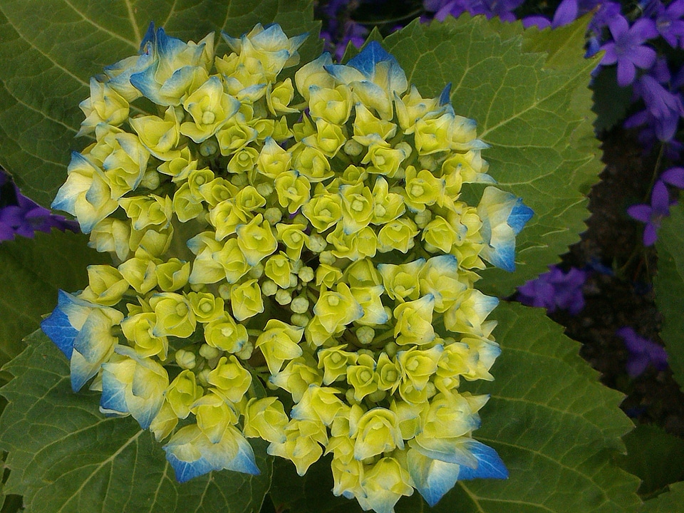 Blue flowers garden
