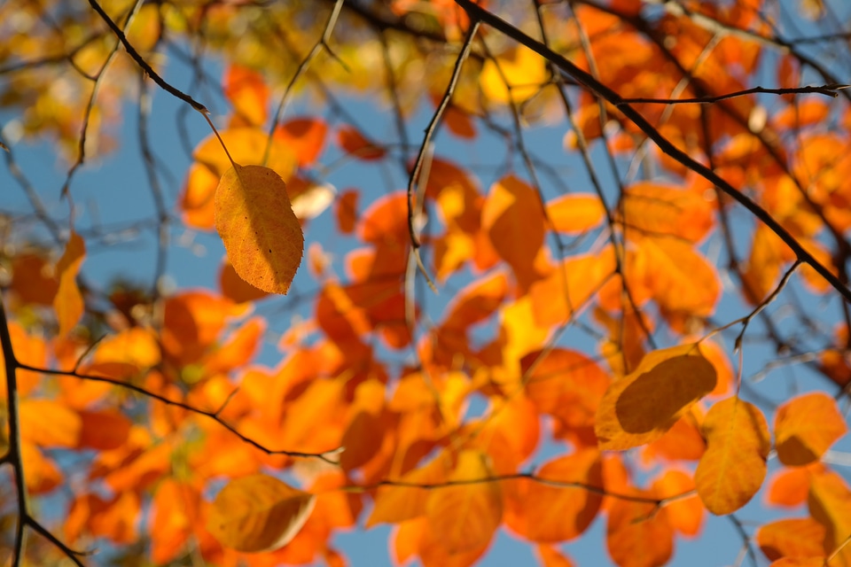 Amelanchier red blood red