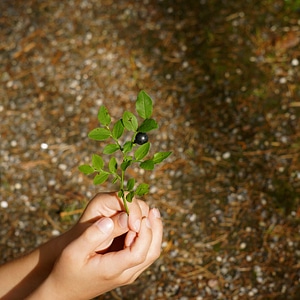 Twig blueberry the child's hands