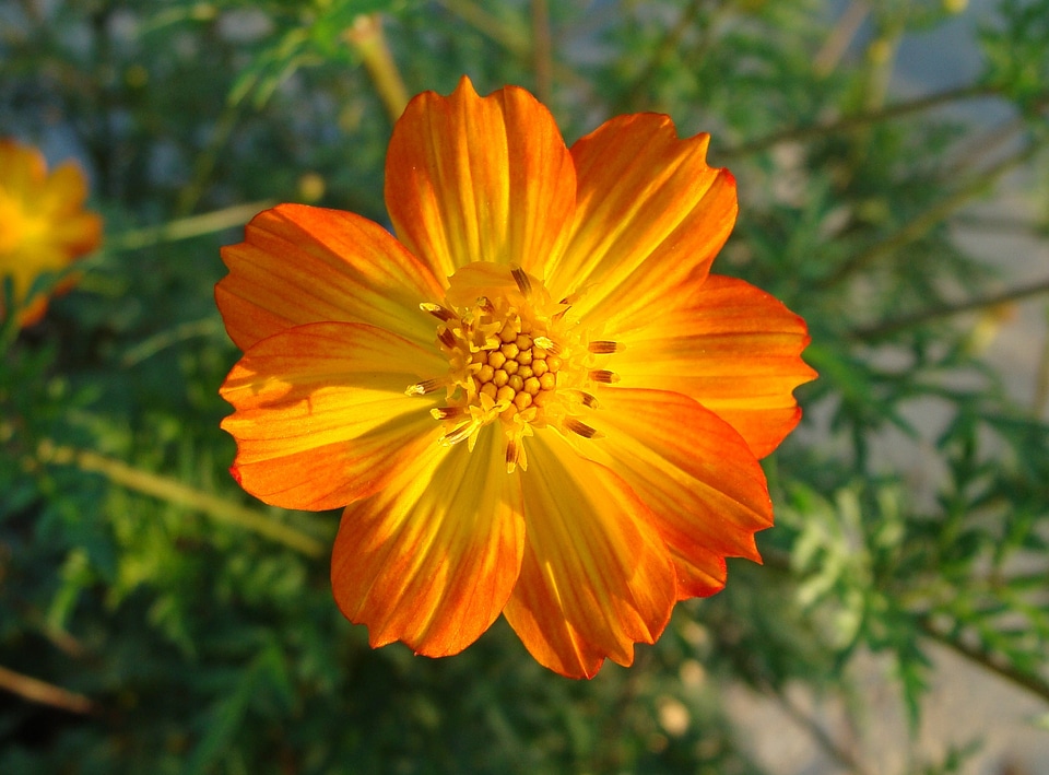 Macro karnataka india