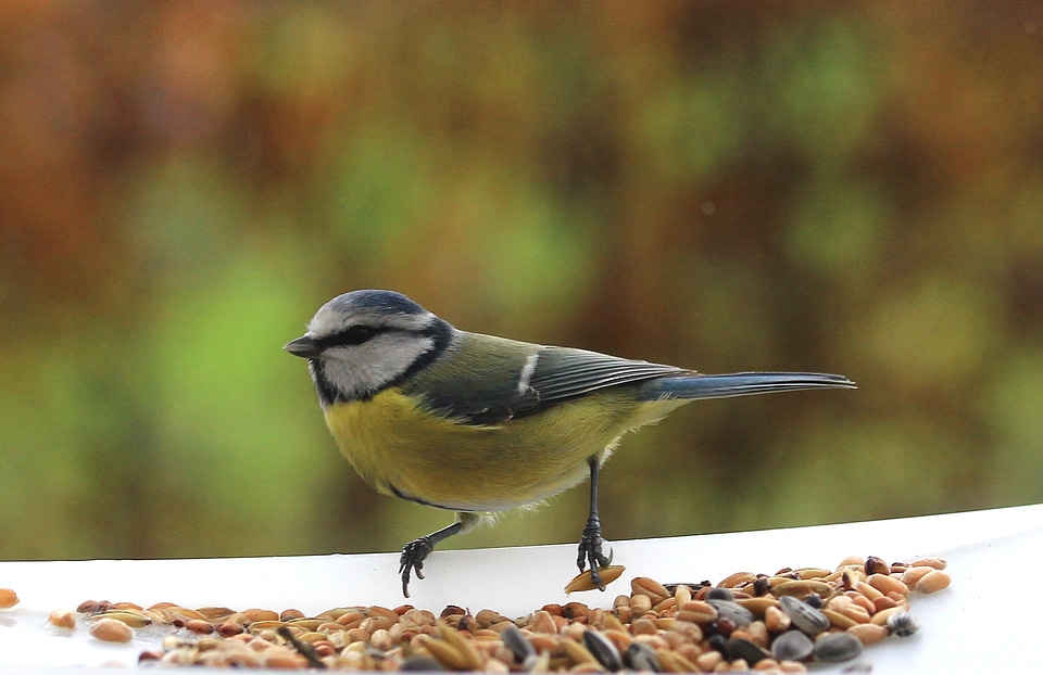 Blue tit small bird animal