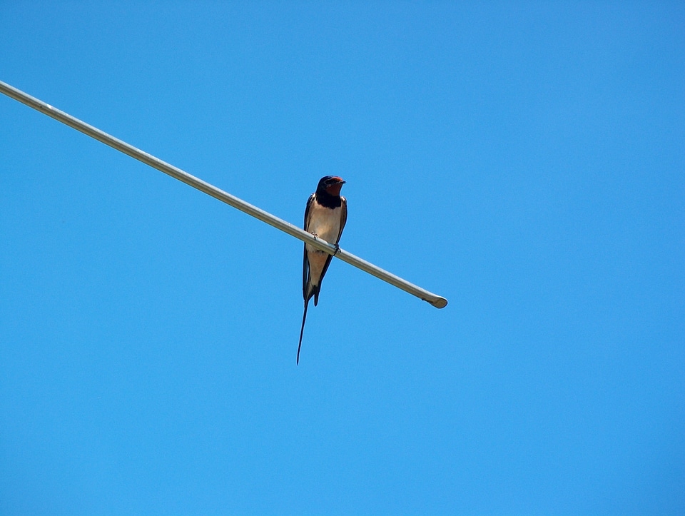Bird nature antenna