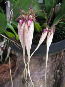 Plant natural blossom