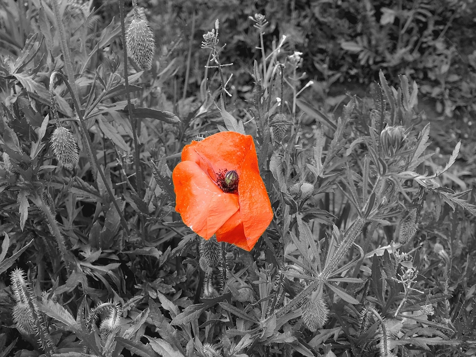 Nature red isolated