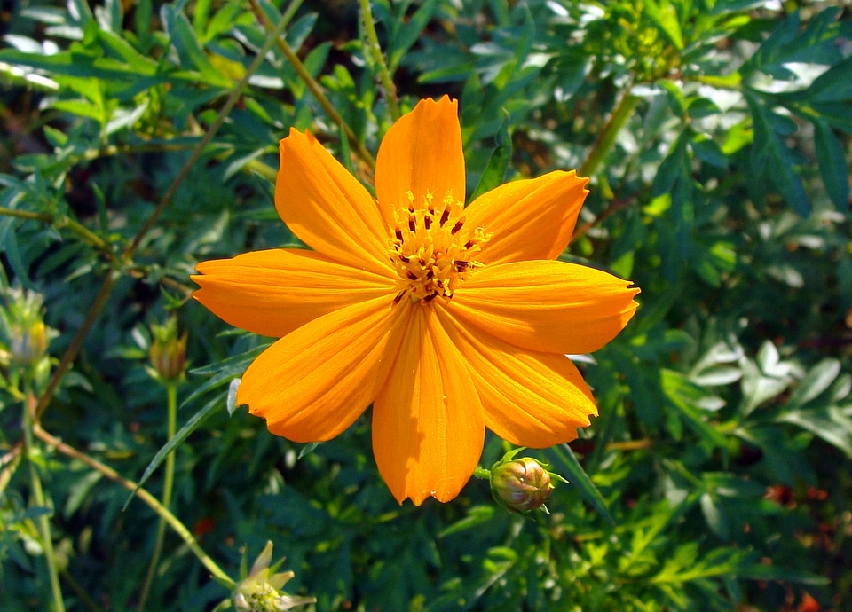 Flora garden orange cosmos