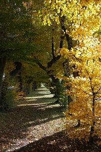 Hornbeam trees passage photo