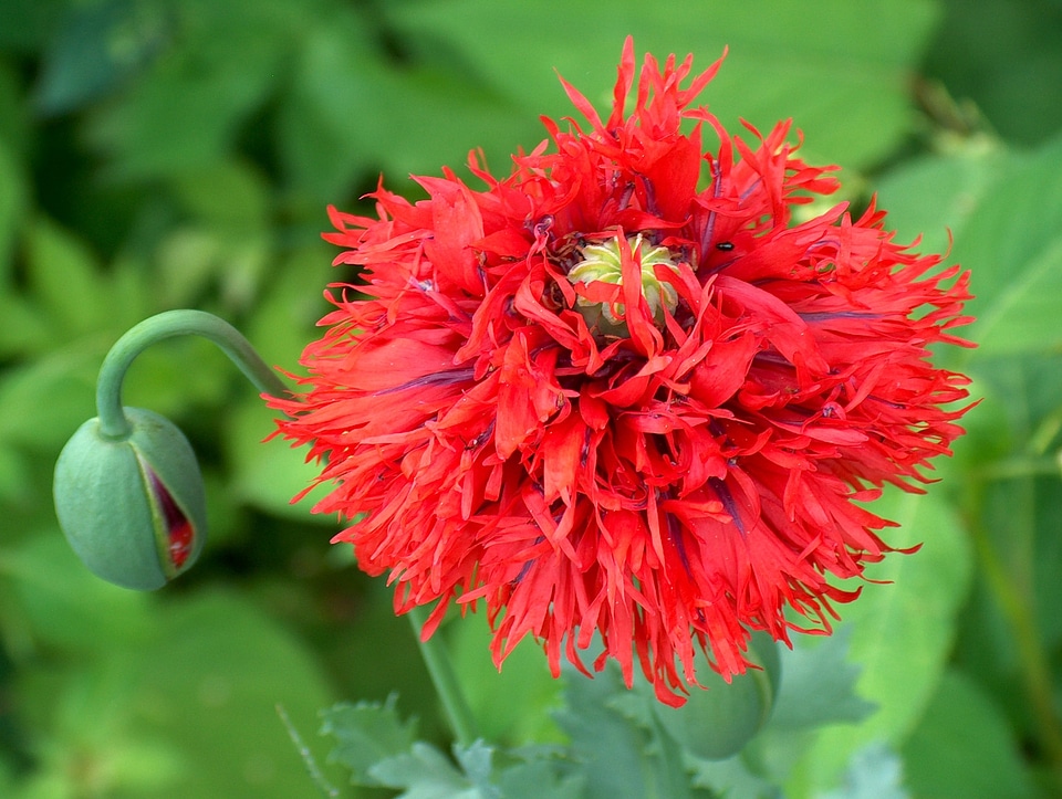 Nature plant blossom