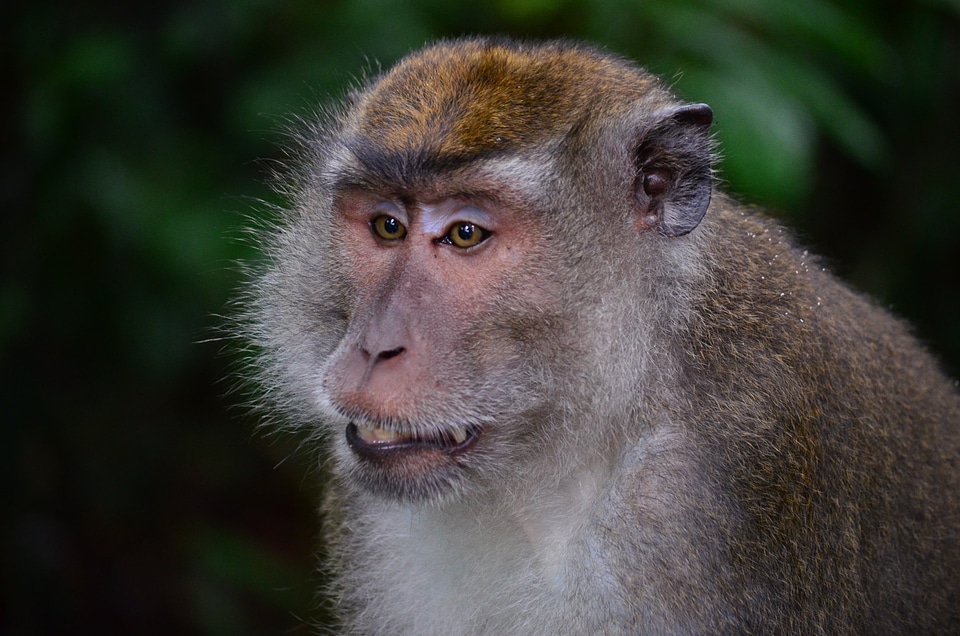 Borneo old world monkey sabah