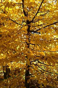 Leaves fall color yellow photo