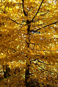 Leaves fall color yellow