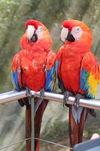 Macaws birds love