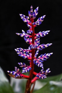 Colors aechmea blue tango