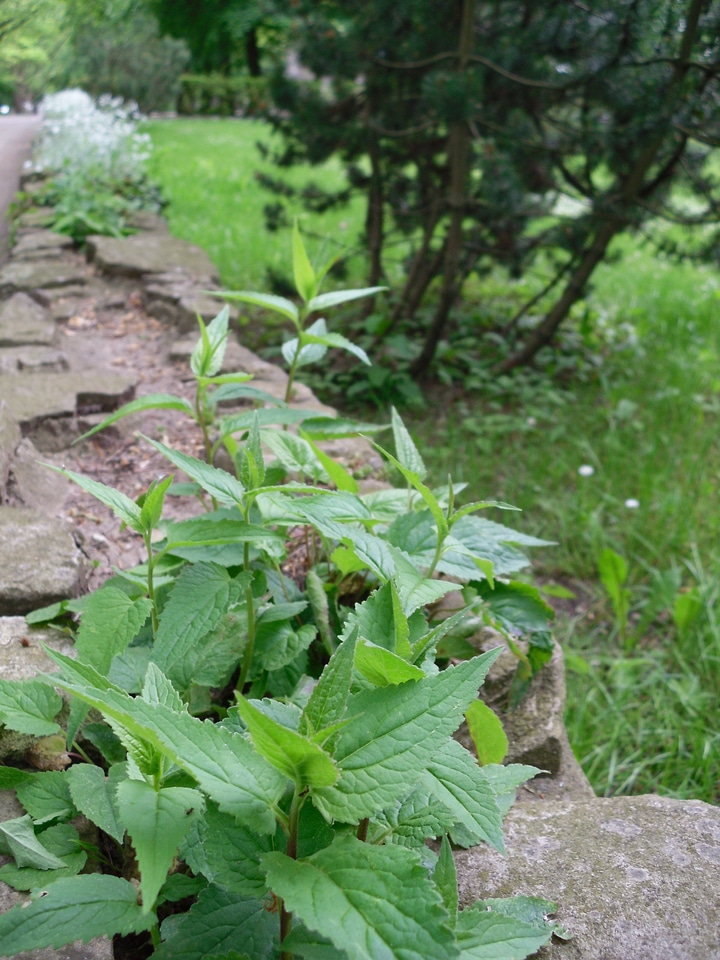 Green mint mentha