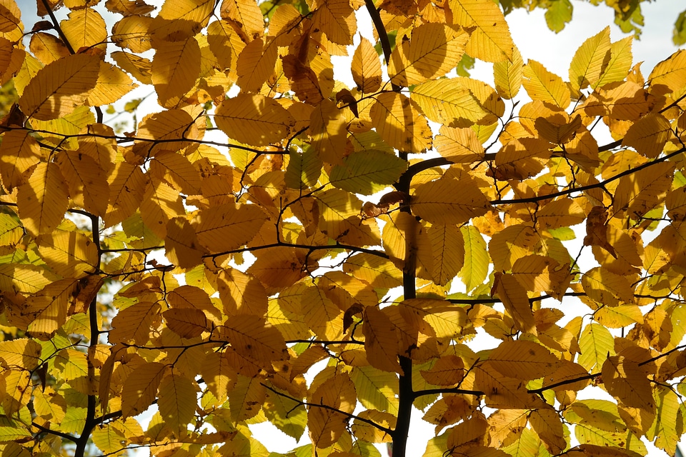 Leaves fall color yellow