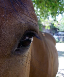 Gentle eyes animal