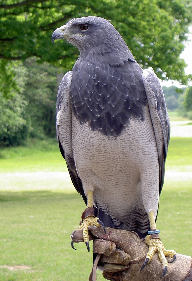 Eagle falconry bird of prey