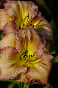 Pink yellow multicolour