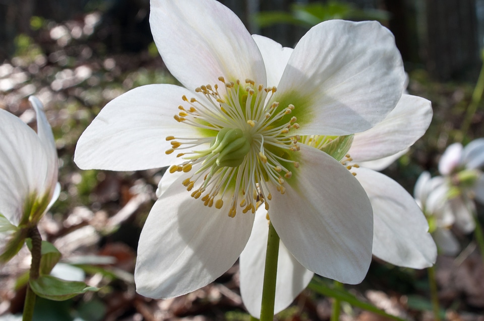 Winterblueher white flower wild flowers
