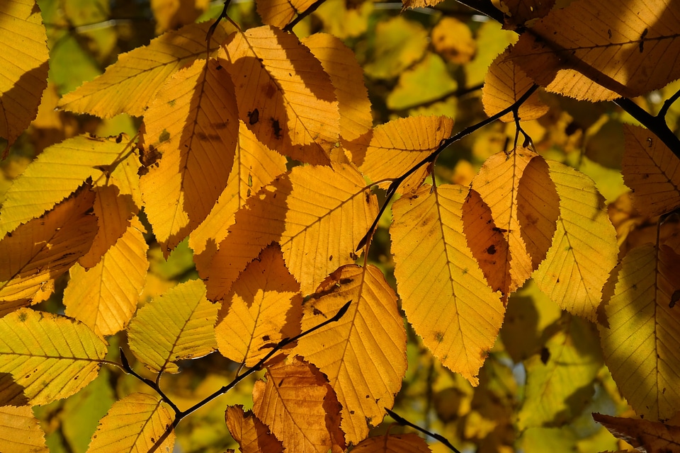 Leaves fall color yellow