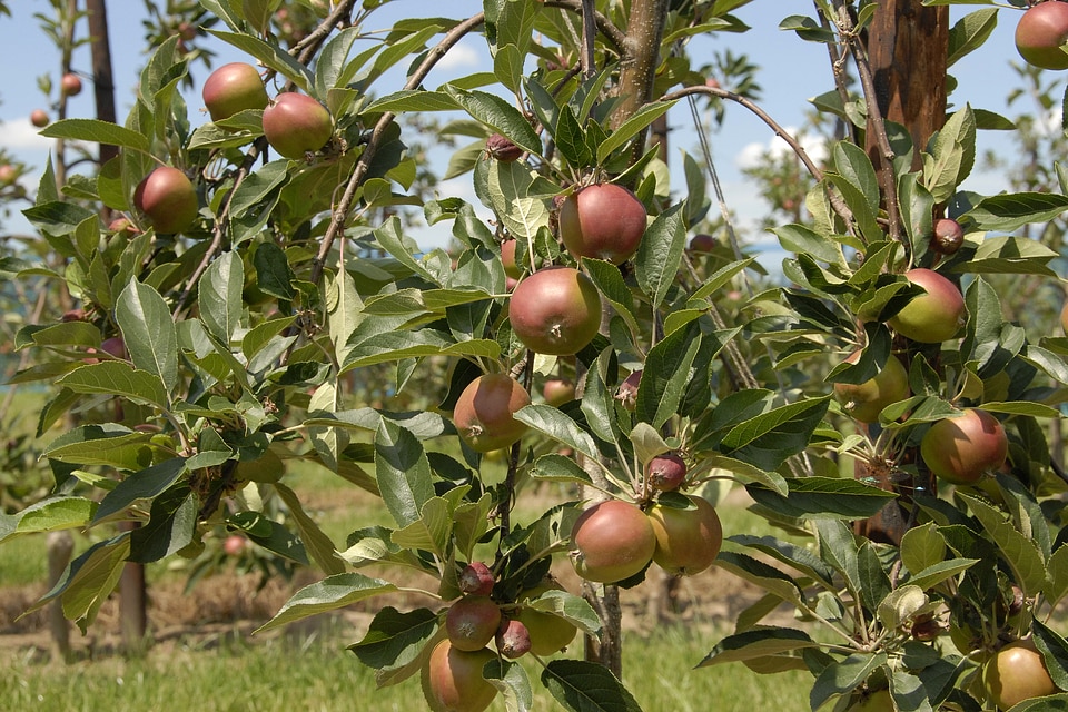 Apples fruit fruits
