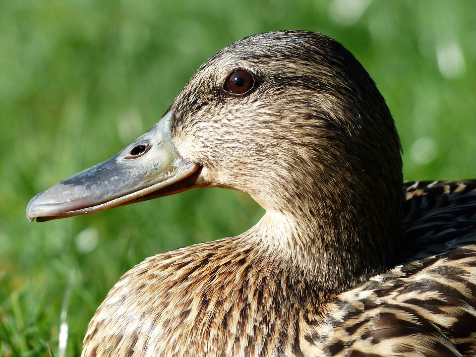 March duck species duck bird