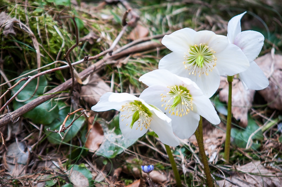 Winterblueher white flower wild flowers