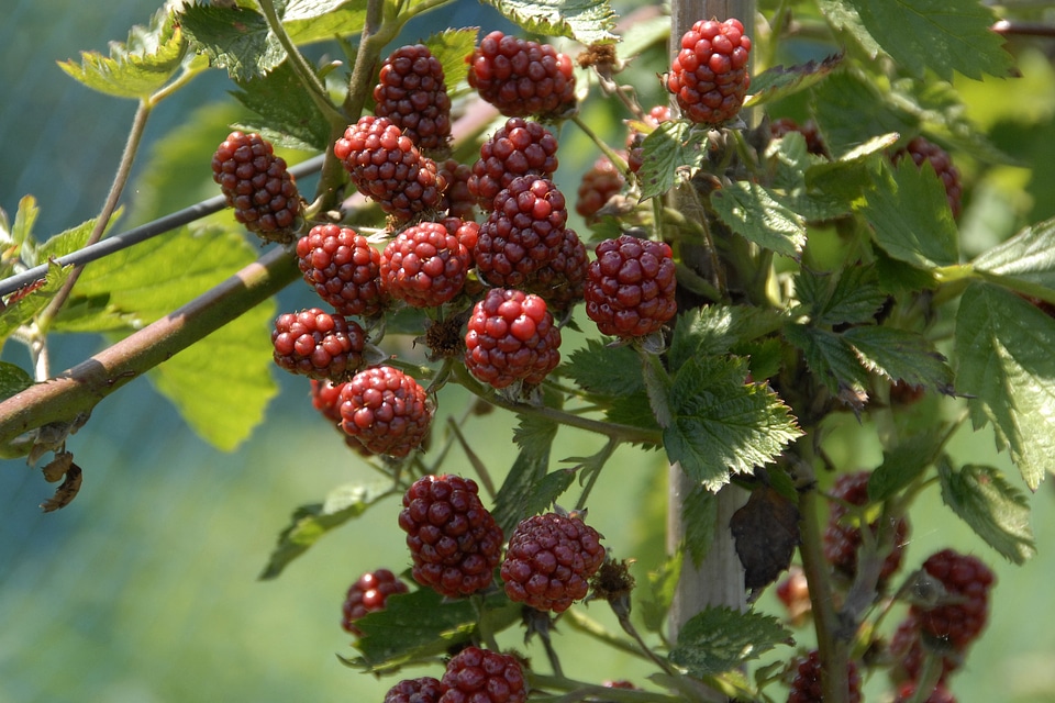 Raspberries fruit fruits