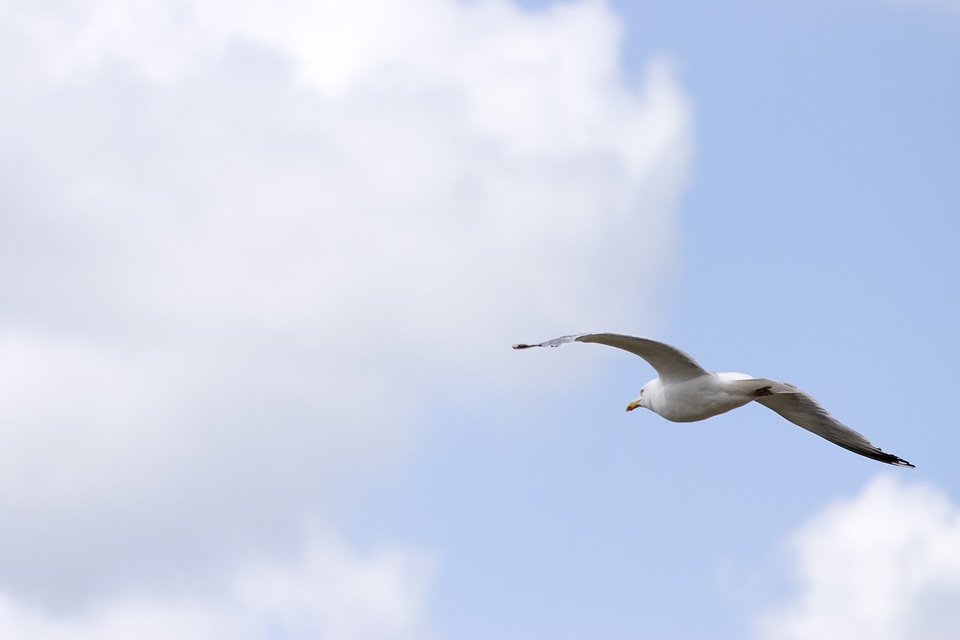 Flying wing bird photo