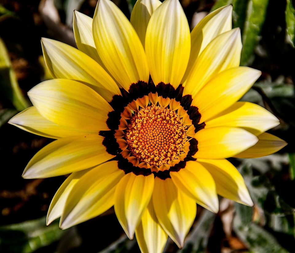 Orange petals bright