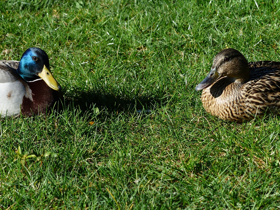 Males female anas platyrhynchos