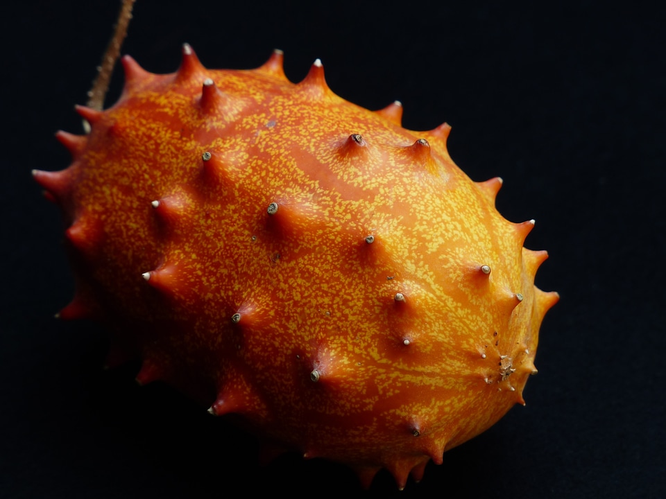 Prickly horn melon cucumis metuliferus